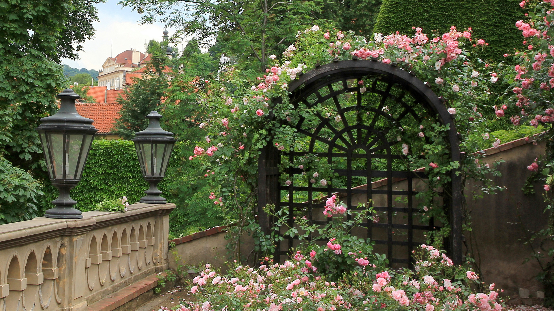 Rosenblüte in Prag