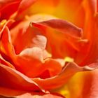 Rosenblüte in Rot-Orange