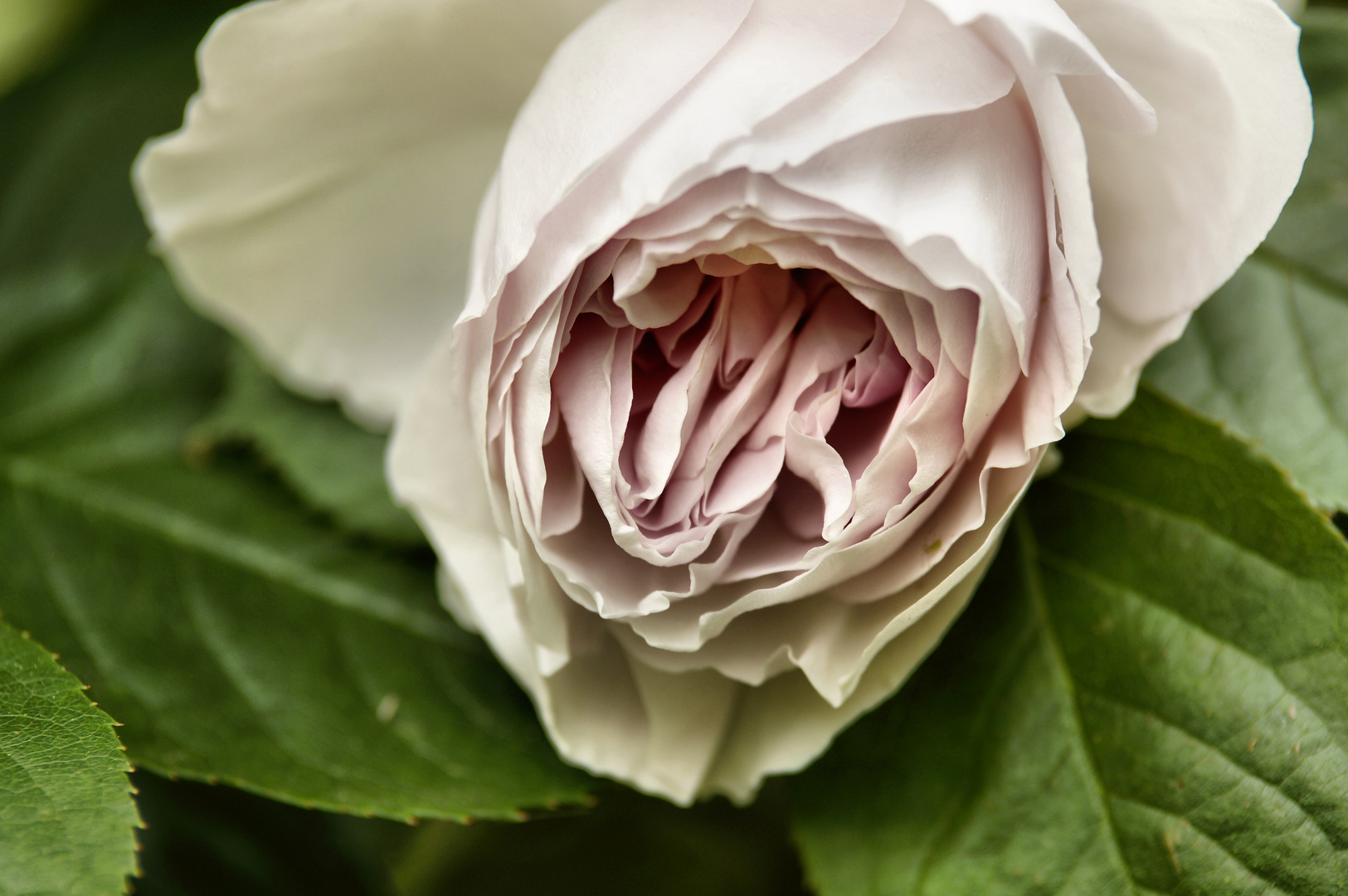 Rosenblüte in unserem Garten