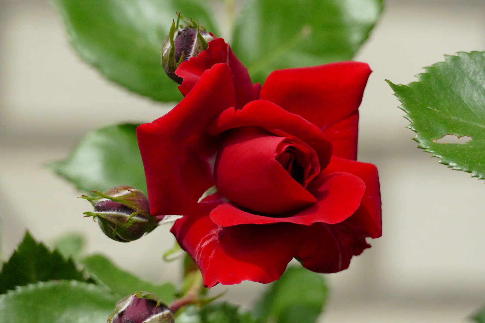 Rosenblüte in unserem Garten