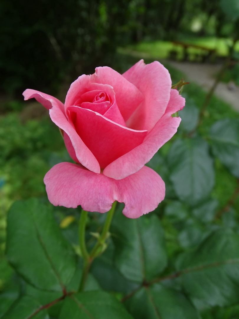 Rosenblüte in zartem rosa zum  Mittwoch 