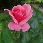 Rosenblüte in zartem rosa zum  Mittwoch 
