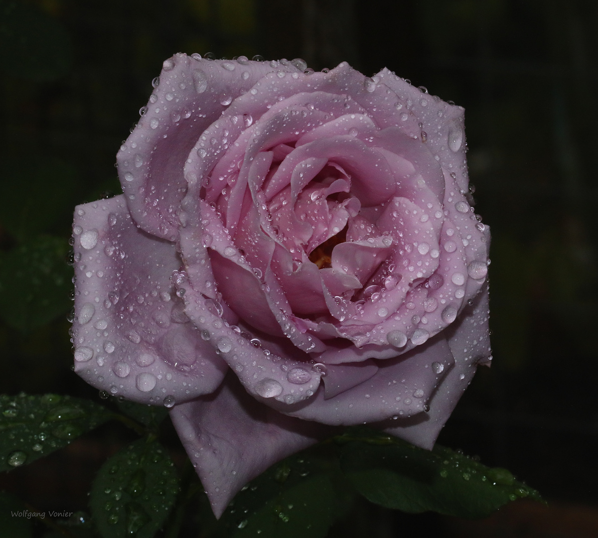 Rosenblüte "Mainzer Fasnacht" nach dem Regen