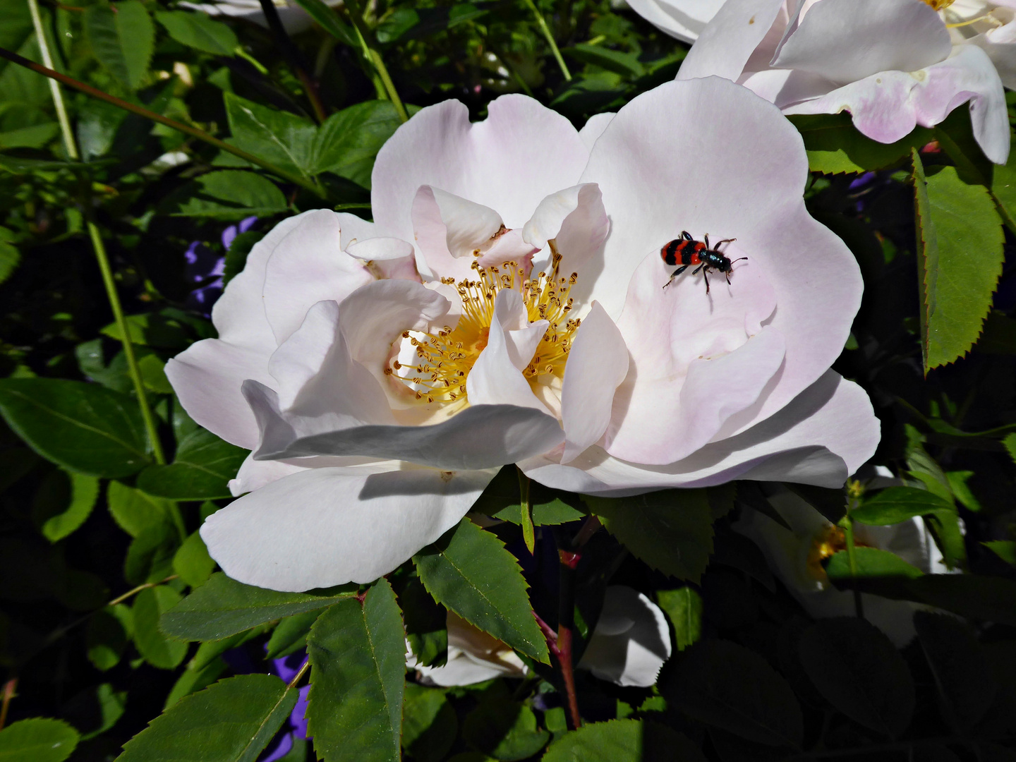 Rosenblüte mit Besuch