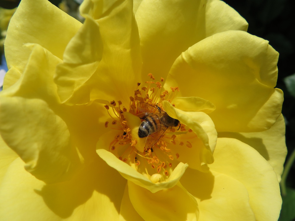 Rosenblüte mit Besucher