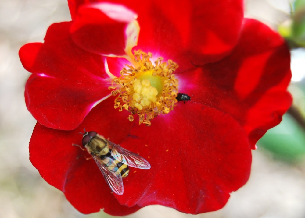 Rosenblüte mit Besucher