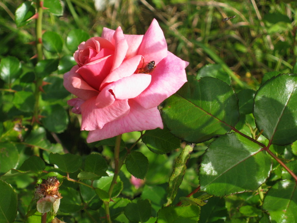 Rosenblüte mit Biene