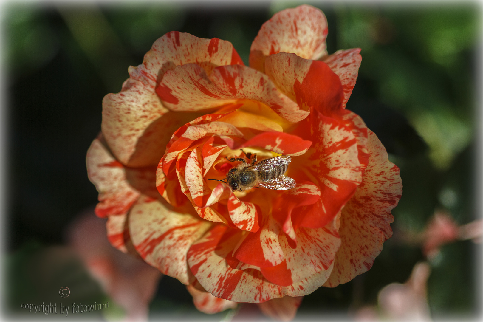 Rosenblüte mit Biene