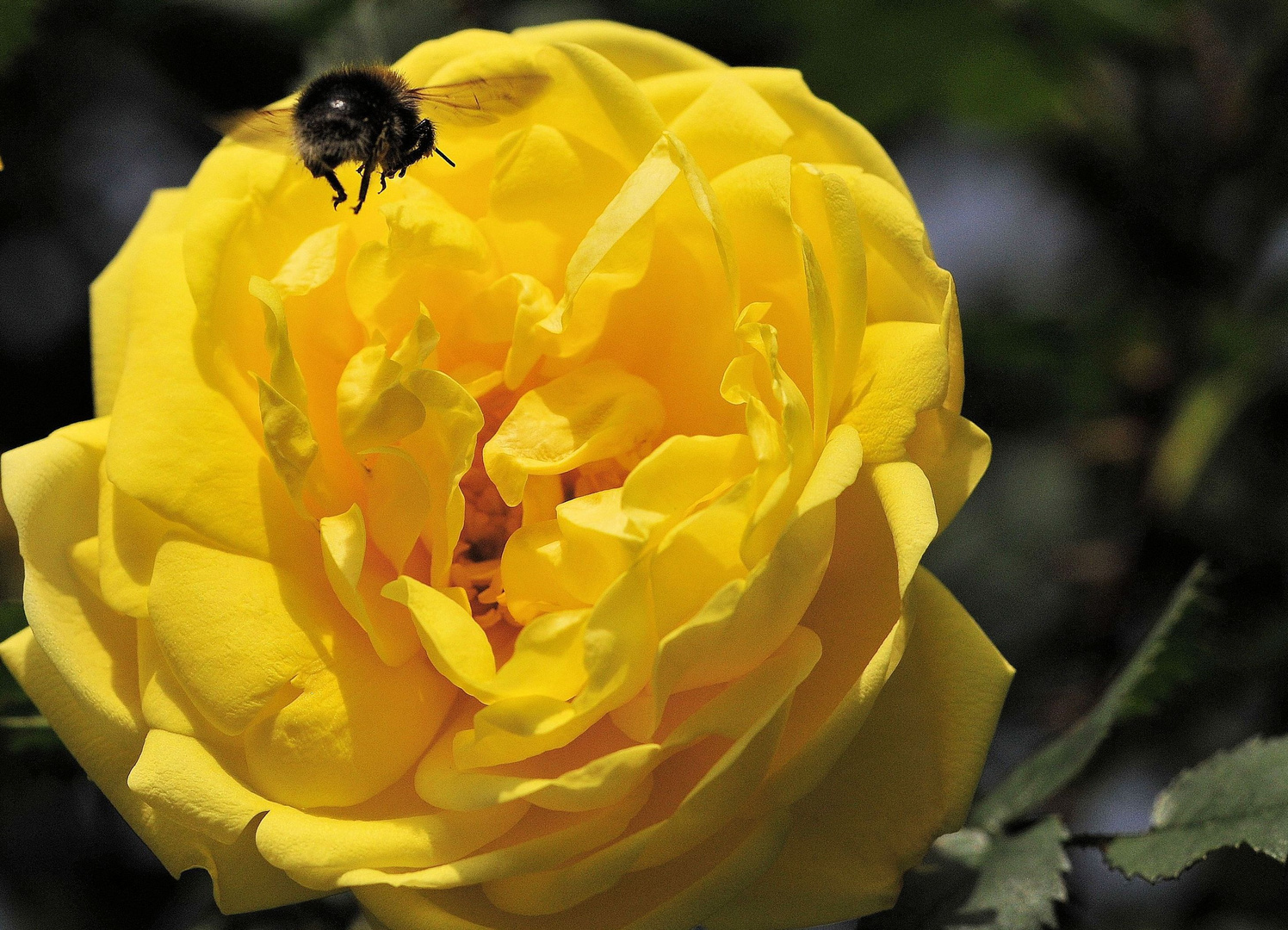 Rosenblüte mit Hummel im Anflug