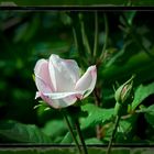 Rosenblüte mit Knospe