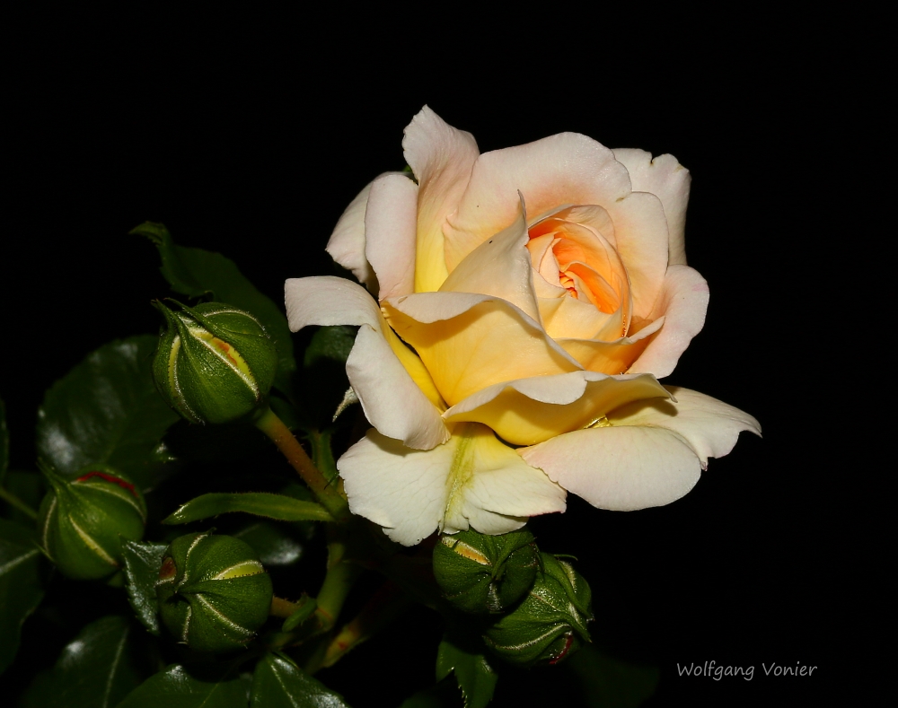 Rosenblüte mit Knospen