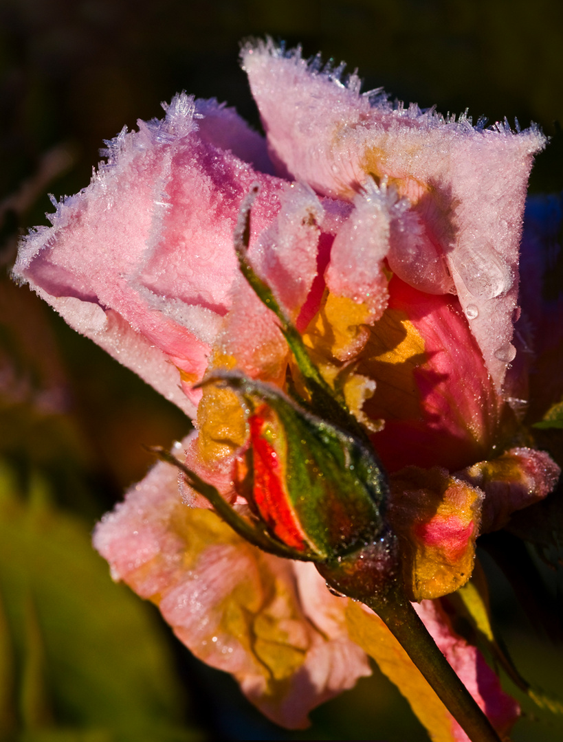 Rosenblüte mit Raureif