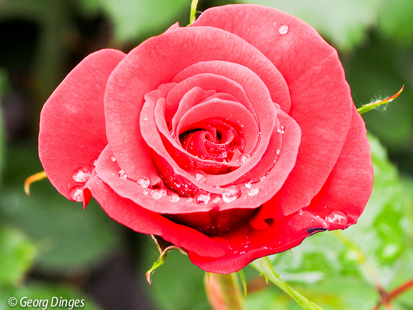 Rosenblüte mit Regentropfen 20210612