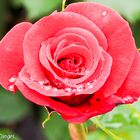 Rosenblüte mit Regentropfen 20210612