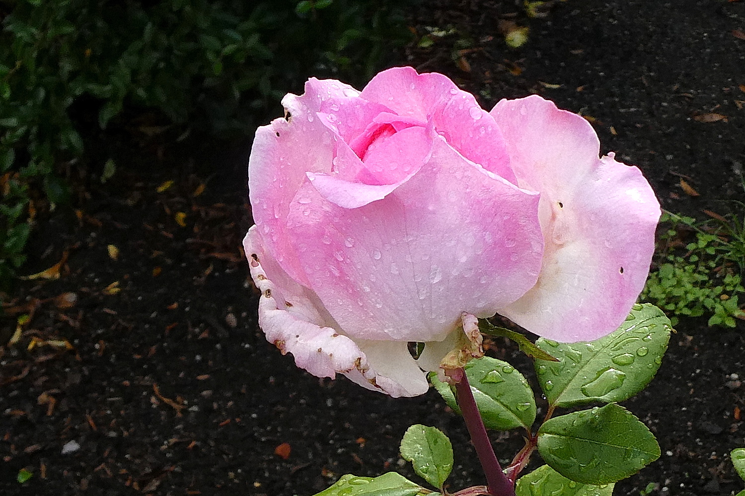 Rosenblüte mit Regentropfen