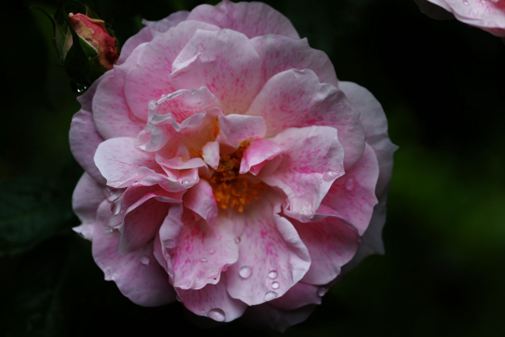 Rosenblüte mit Regentropfen