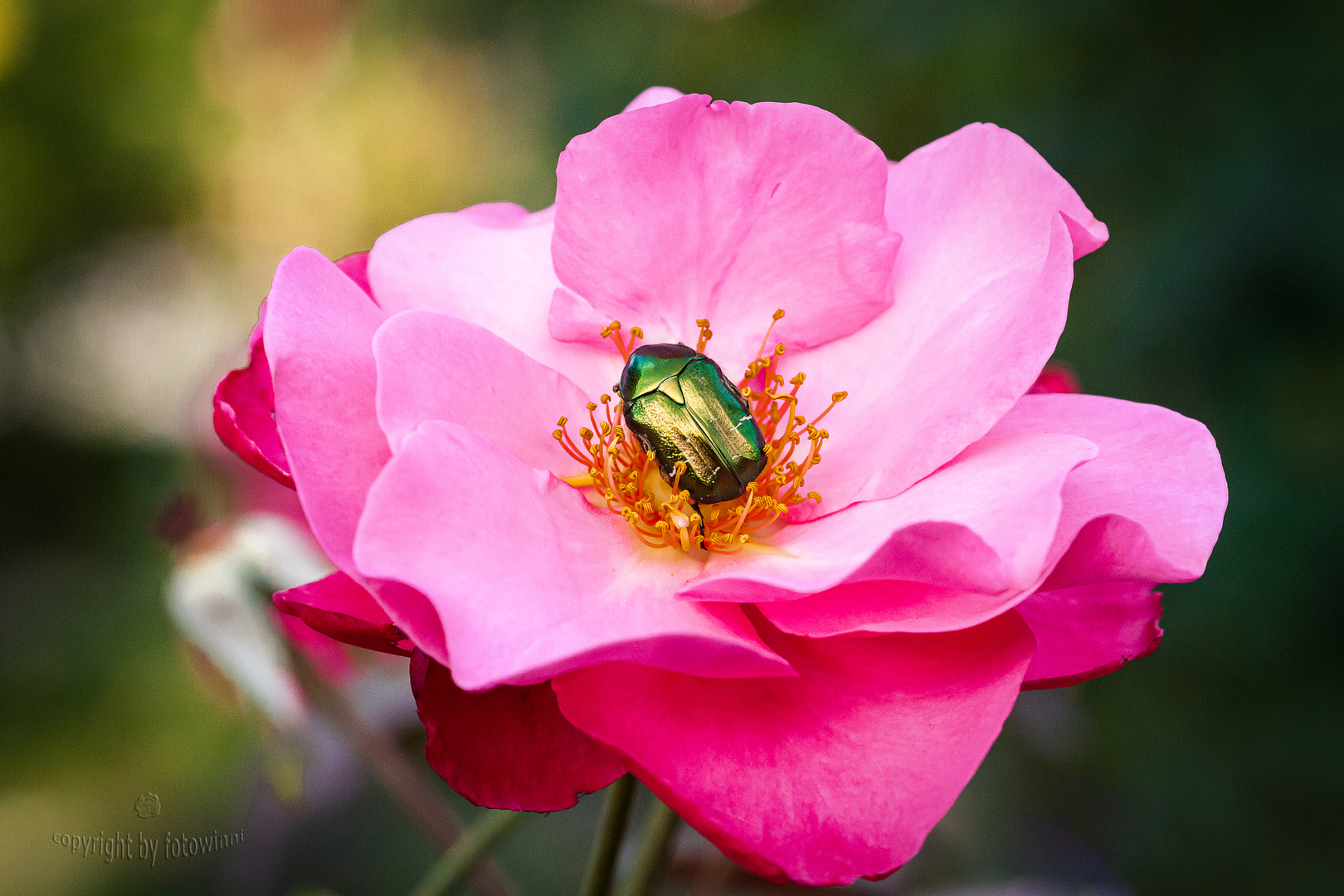 Rosenblüte mit Rosenkäfer