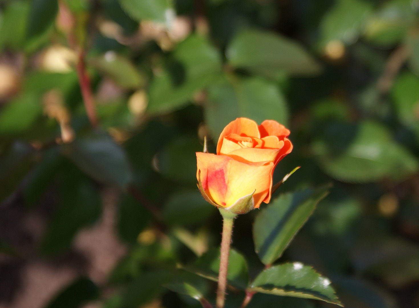 Rosenblüte mit Stil