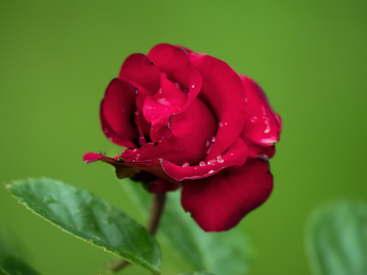 Rosenblüte mit Tau