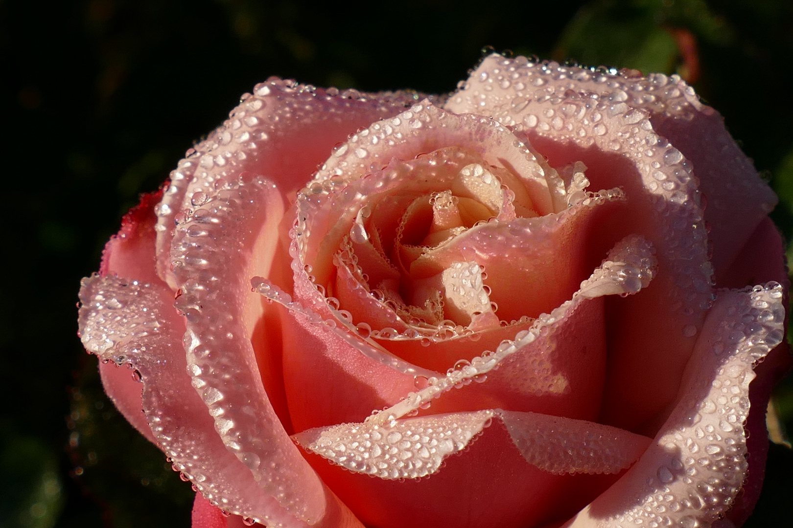 Rosenblüte mit Tautröpfchen