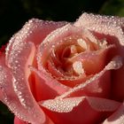 Rosenblüte mit Tautröpfchen