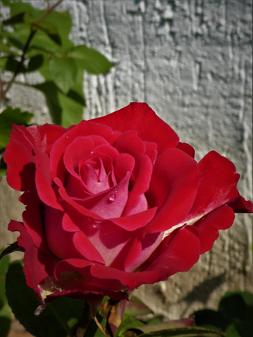 Rosenblüte mit Tränen