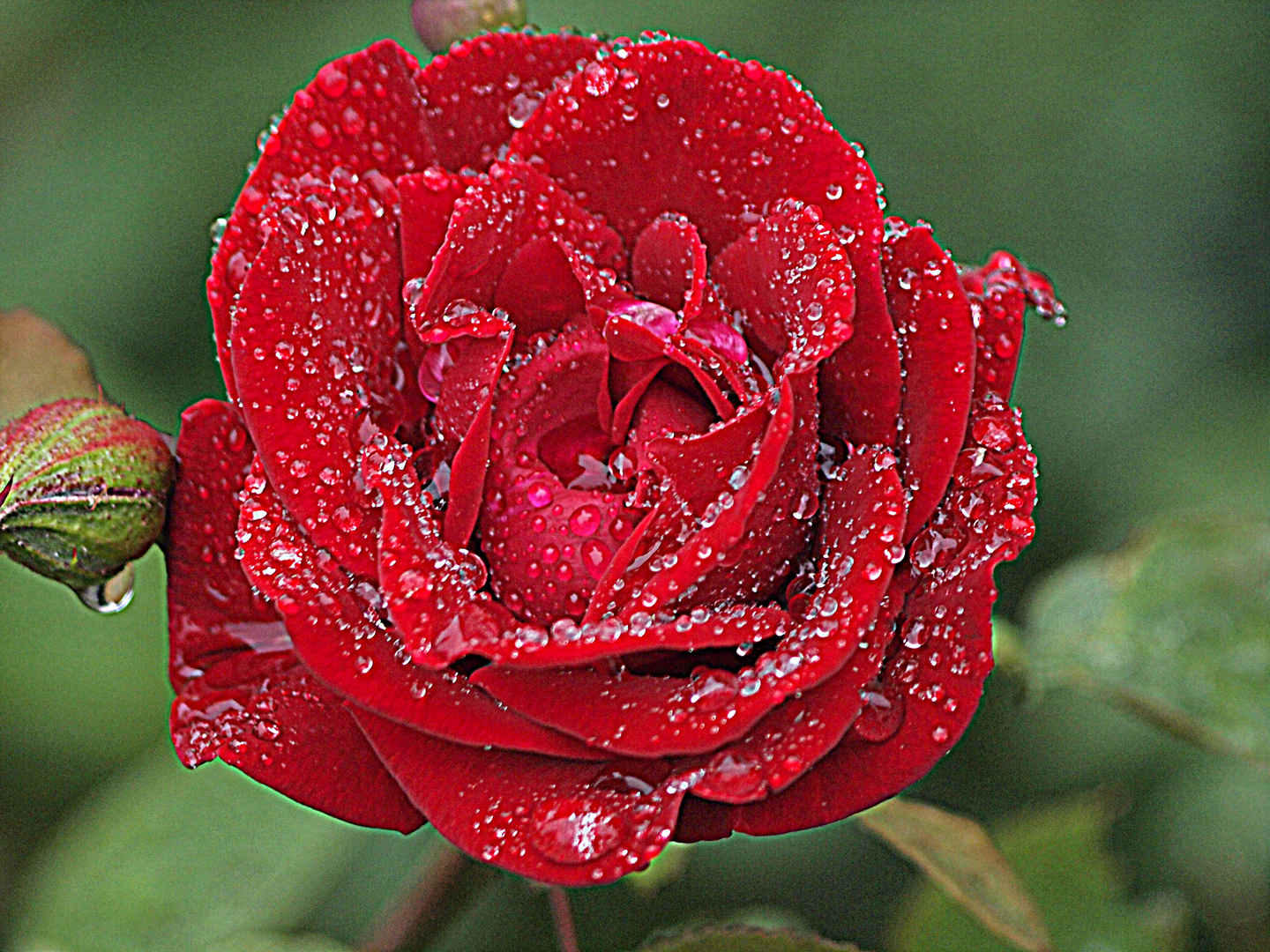 Rosenblüte mit Tropfen