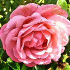 Rosenblüte mit Tropfen, kräftigrosa