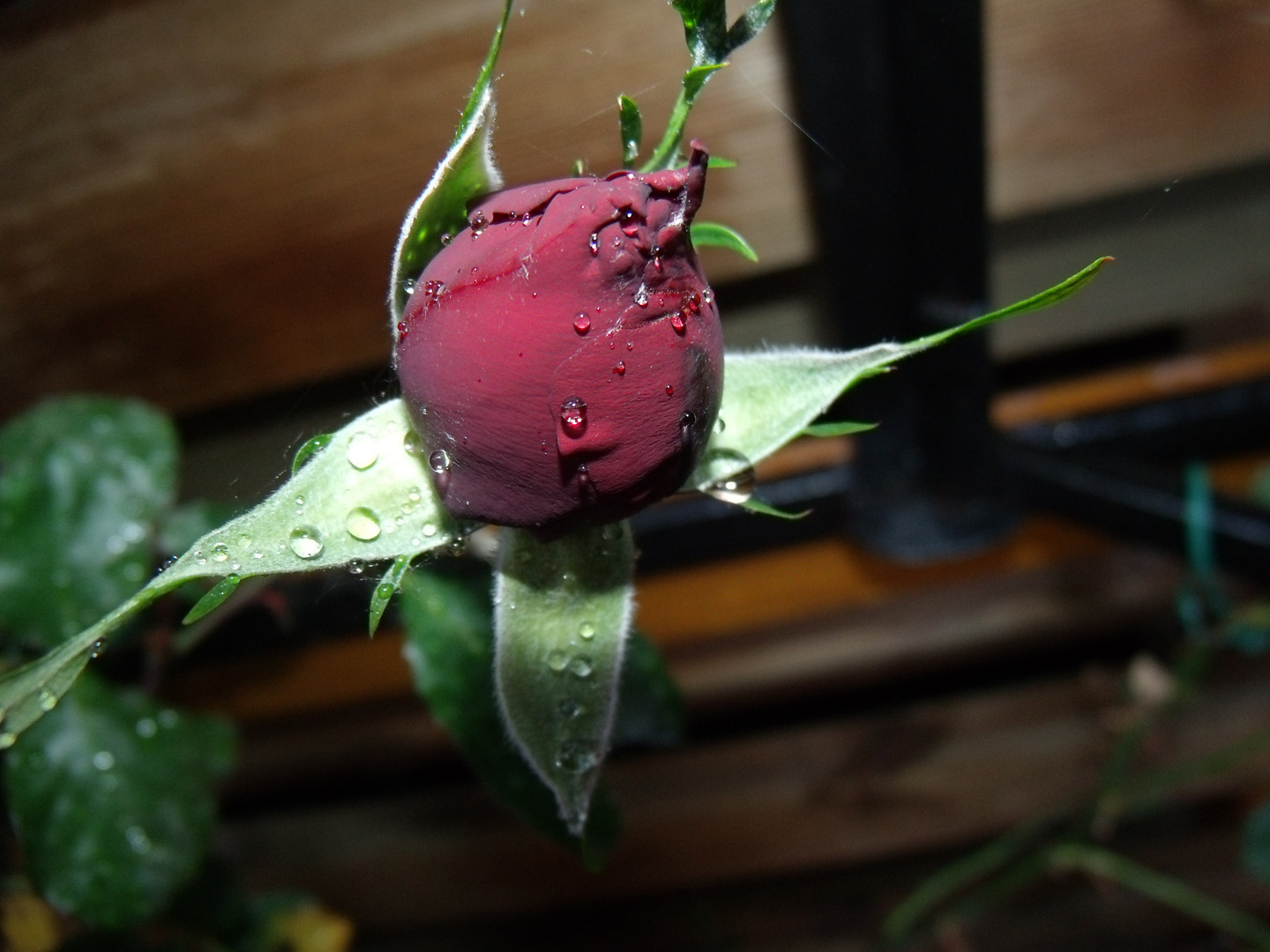 Rosenblüte mit Wasser