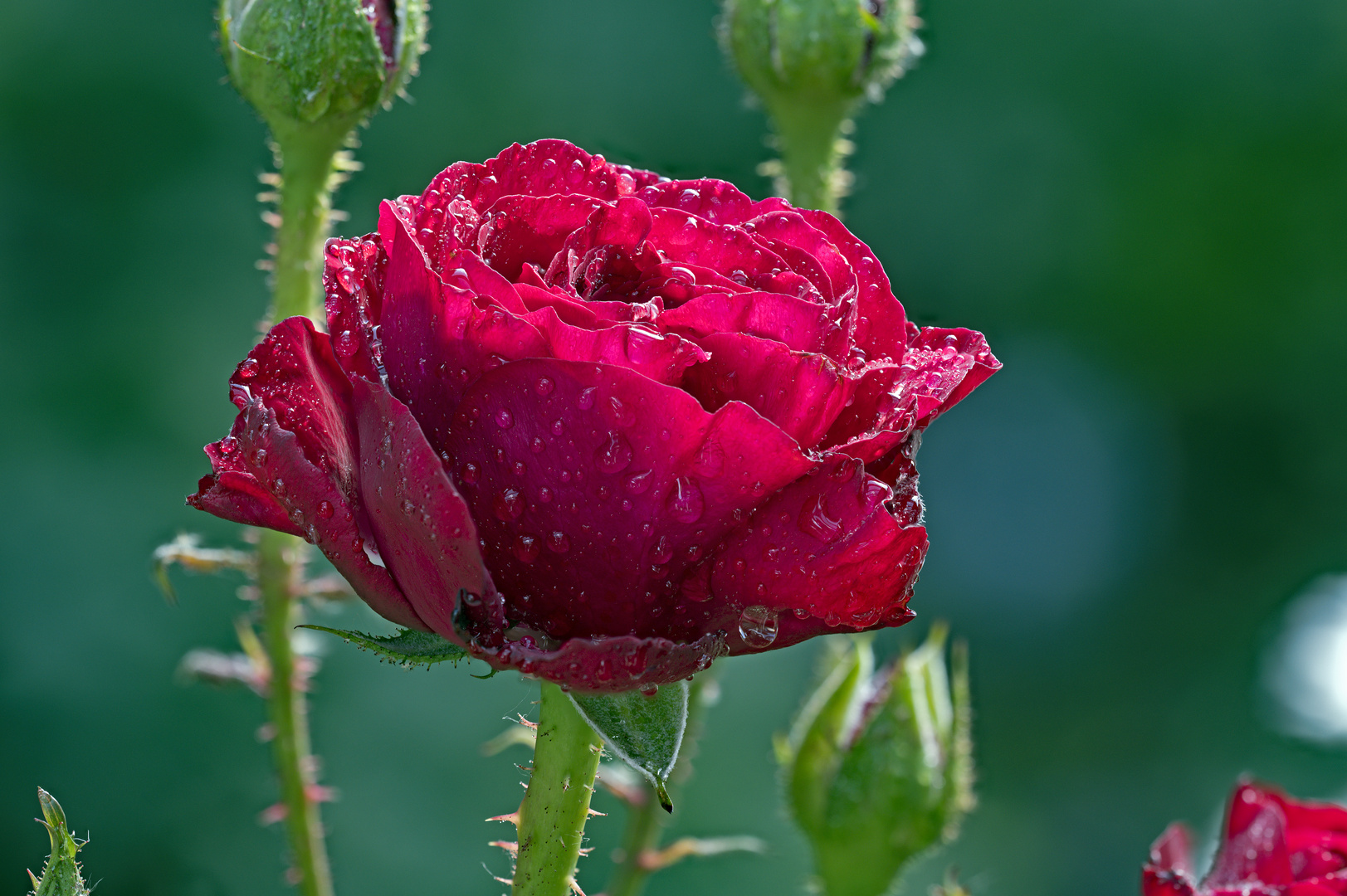 Rosenblüte mit Wassertropfen