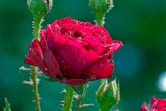 Rosenblüte mit Wassertropfen