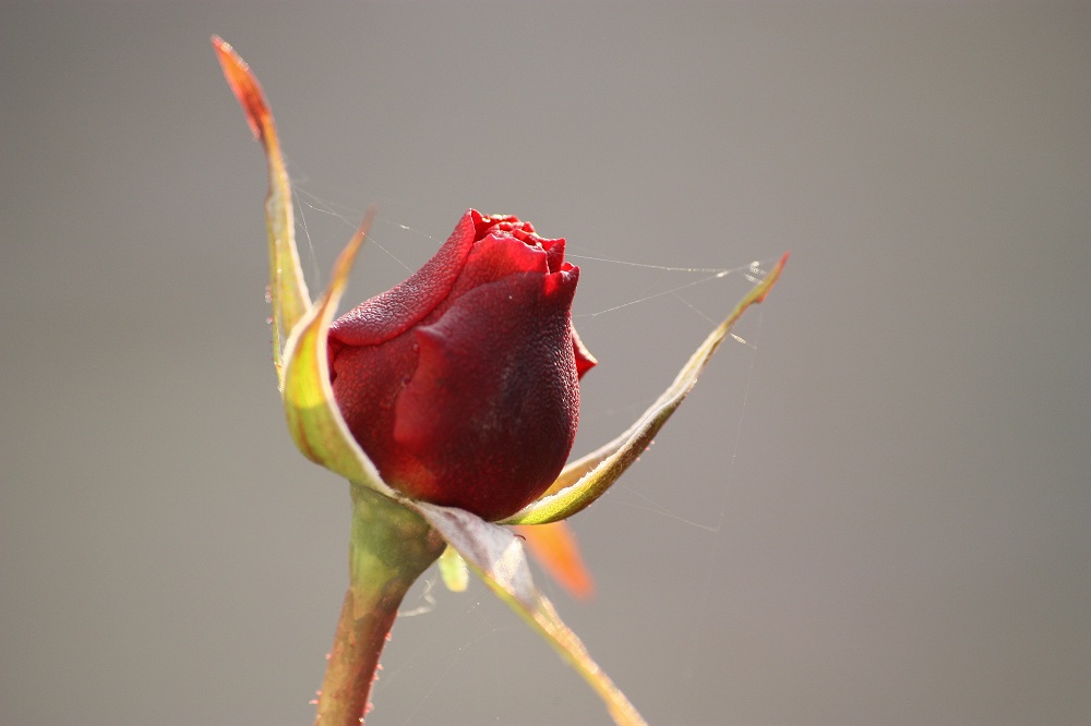 Rosenblüte nach dem ersten Frost