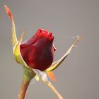 Rosenblüte nach dem ersten Frost