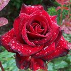 Rosenblüte nach dem Regen