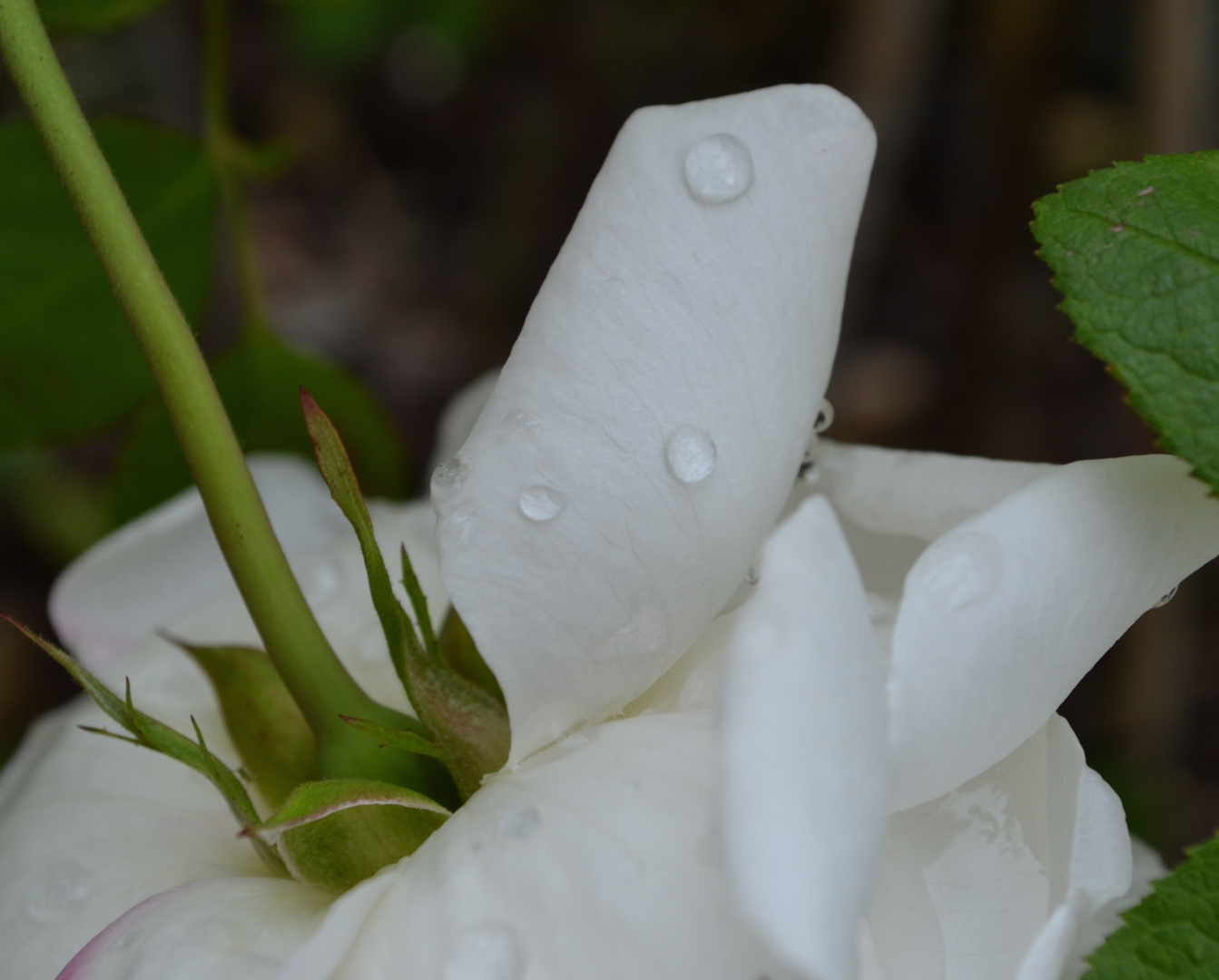 Rosenblüte nach dem Regen