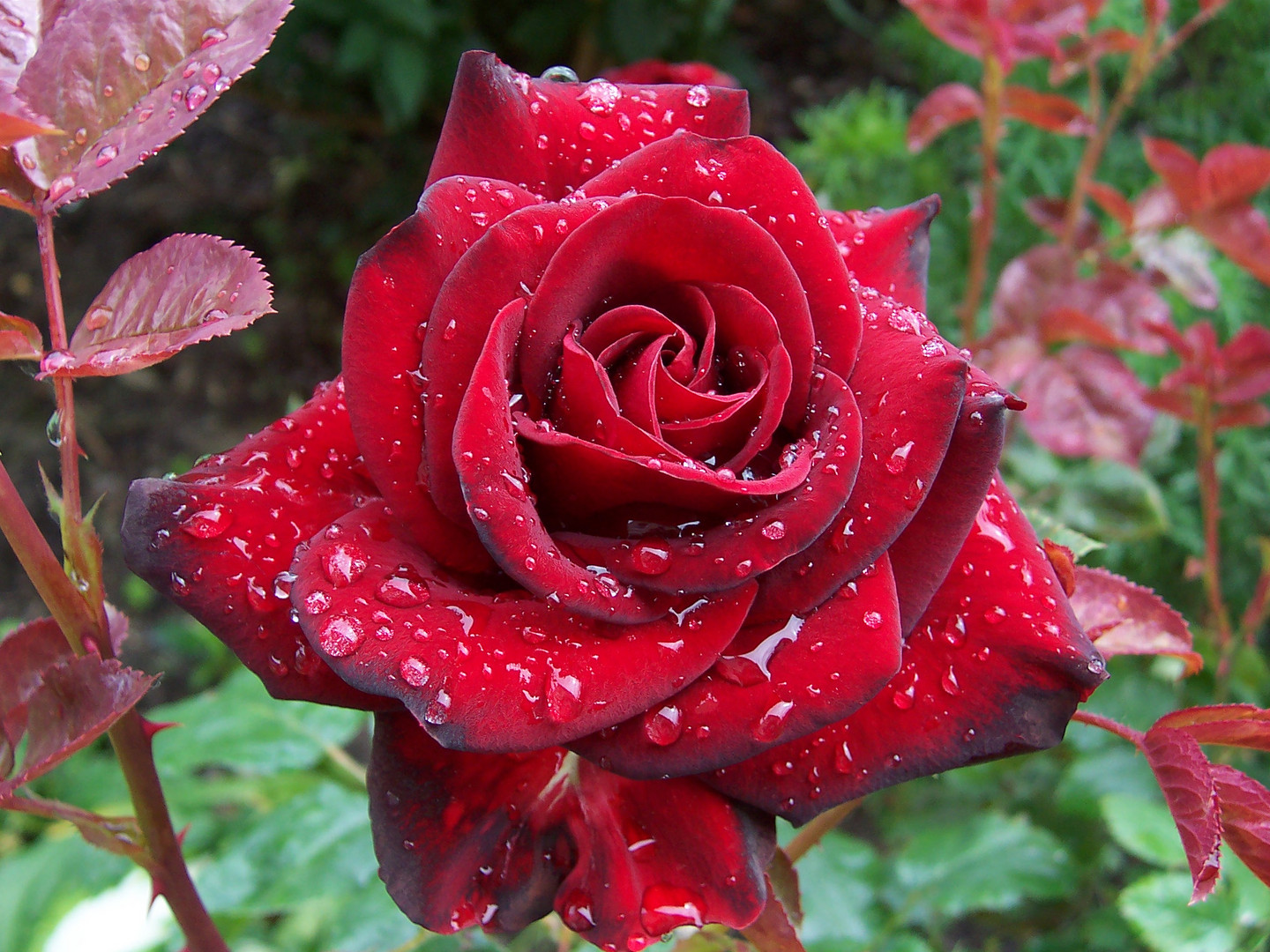 Rosenblüte nach dem Regen