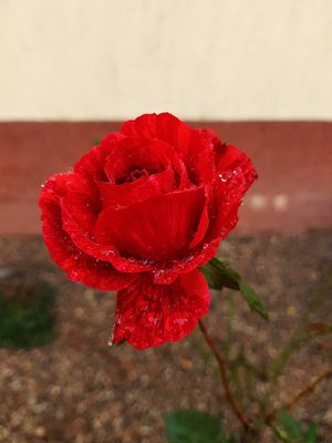 Rosenblüte nach dem Regen im Dezember