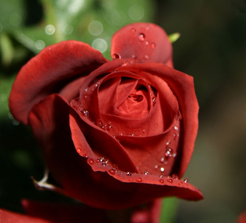 Rosenblüte nach dem Regenguss