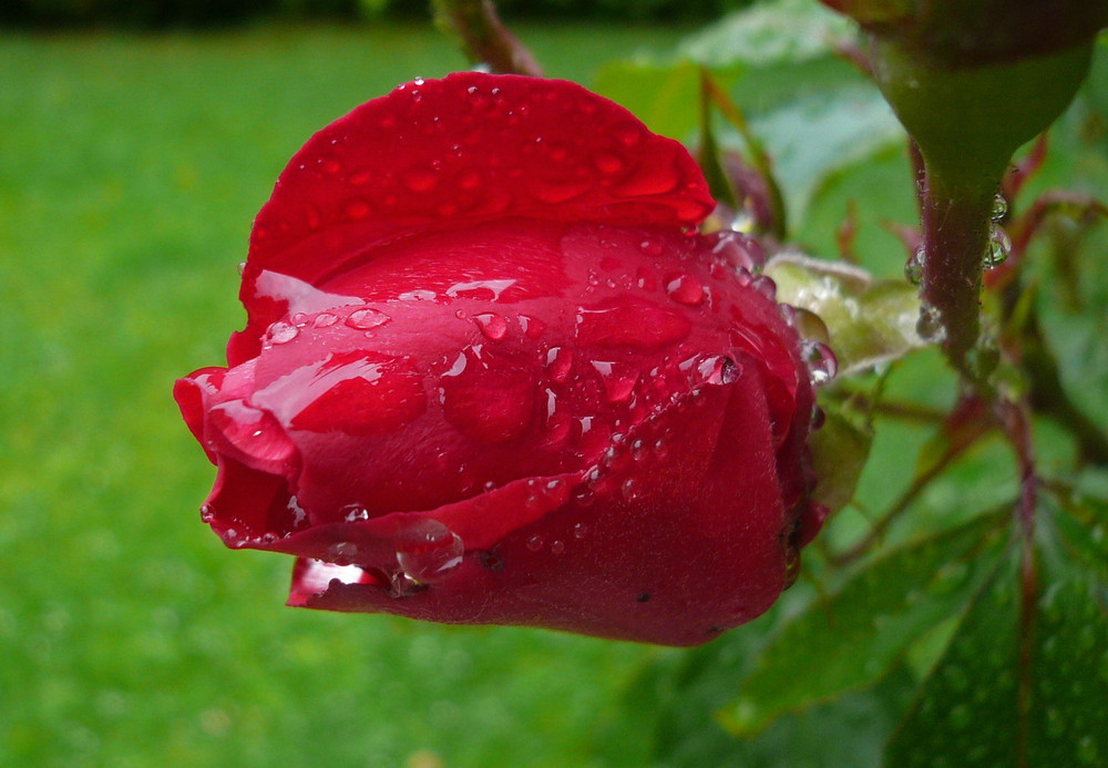 Rosenblüte nach einem Regentag