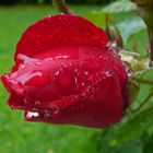 Rosenblüte nach einem Regentag