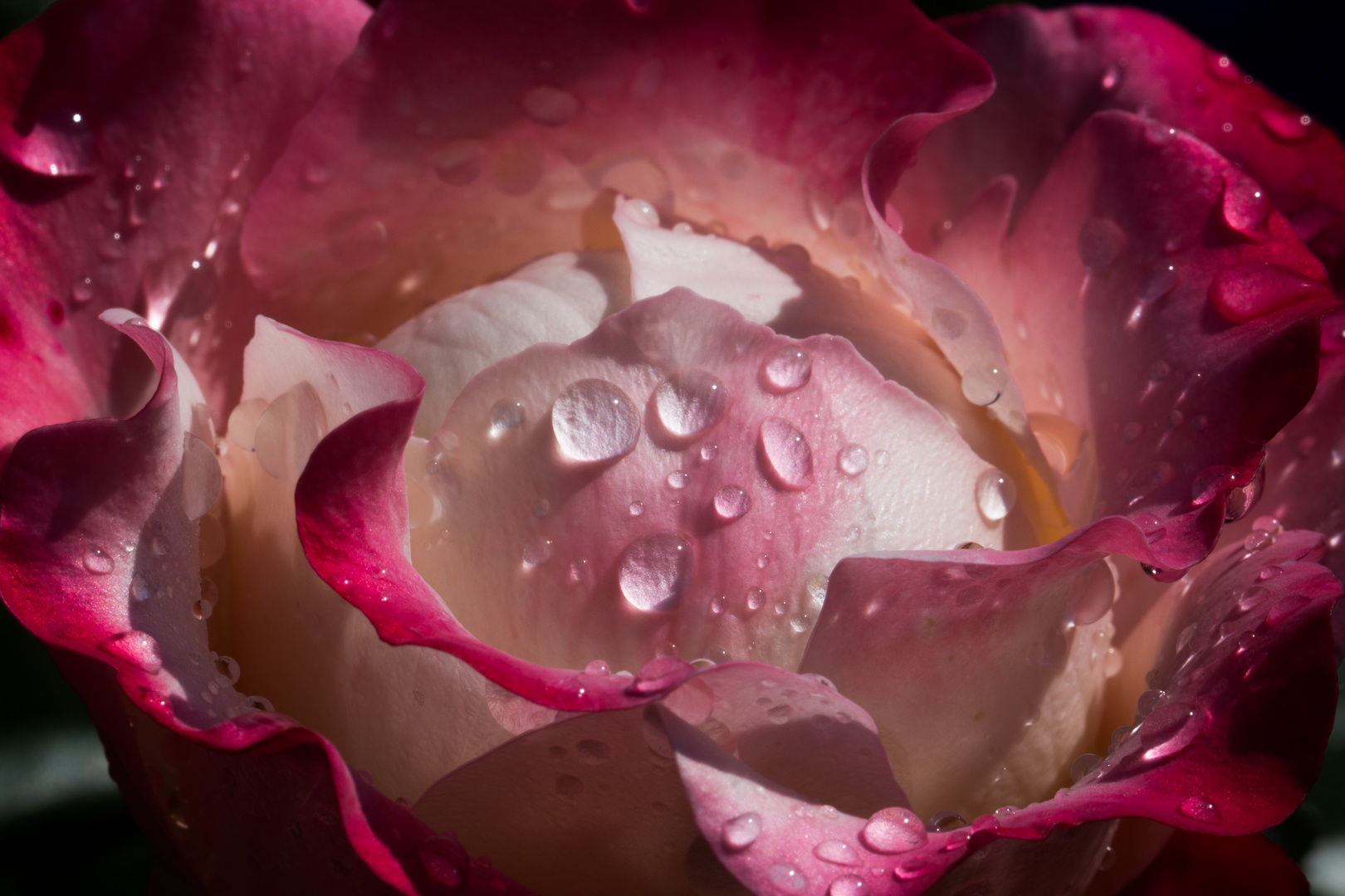 Rosenblüte nach nächtlichem Regen