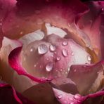 Rosenblüte nach nächtlichem Regen