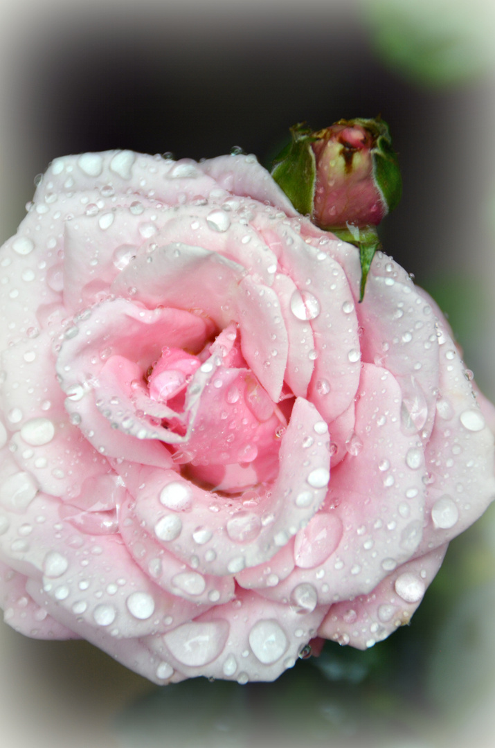 Rosenblüte nach Regen...
