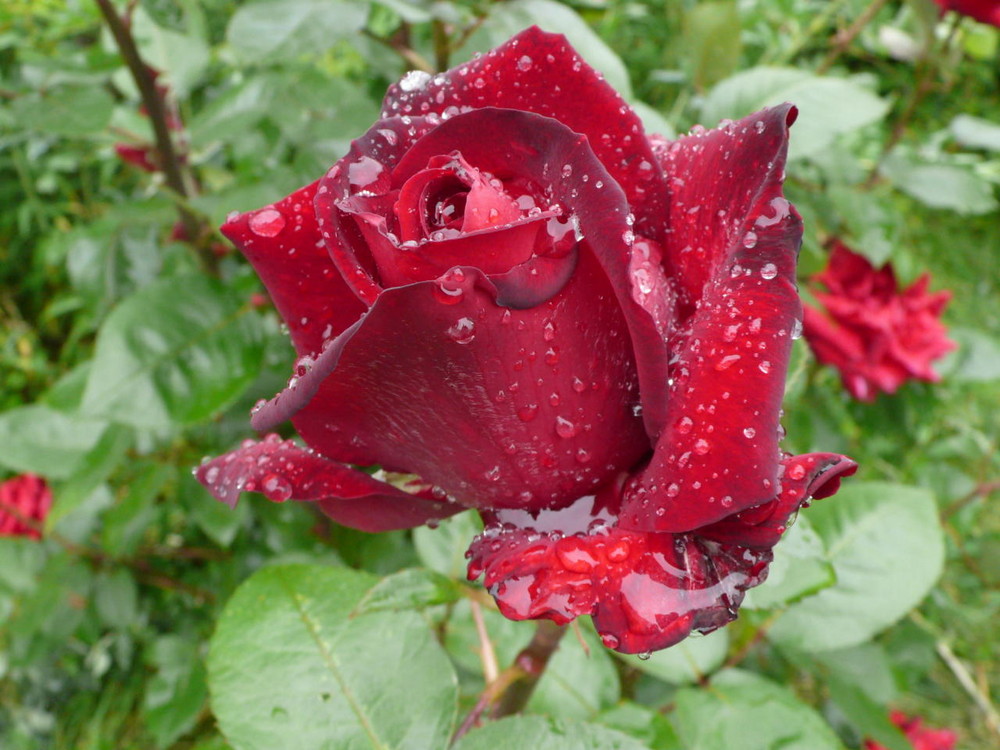 Rosenblüte nach Regen