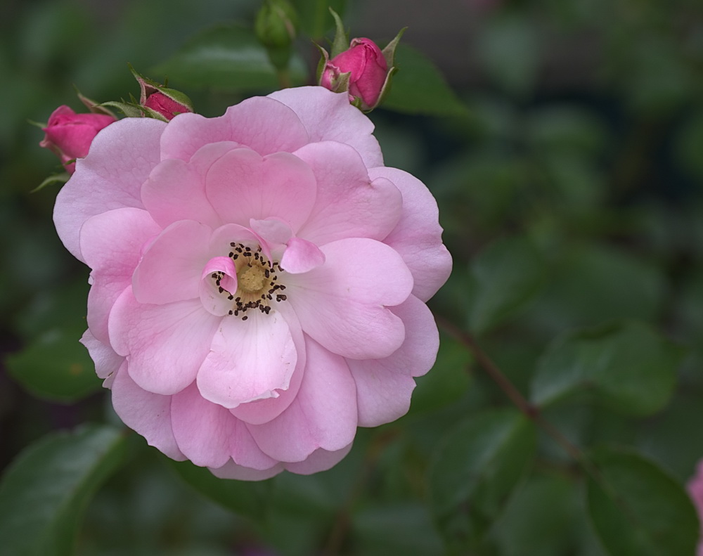 Rosenblüte, offen, ohne Blitz