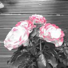 Rosenblüte schwarz/weiß 