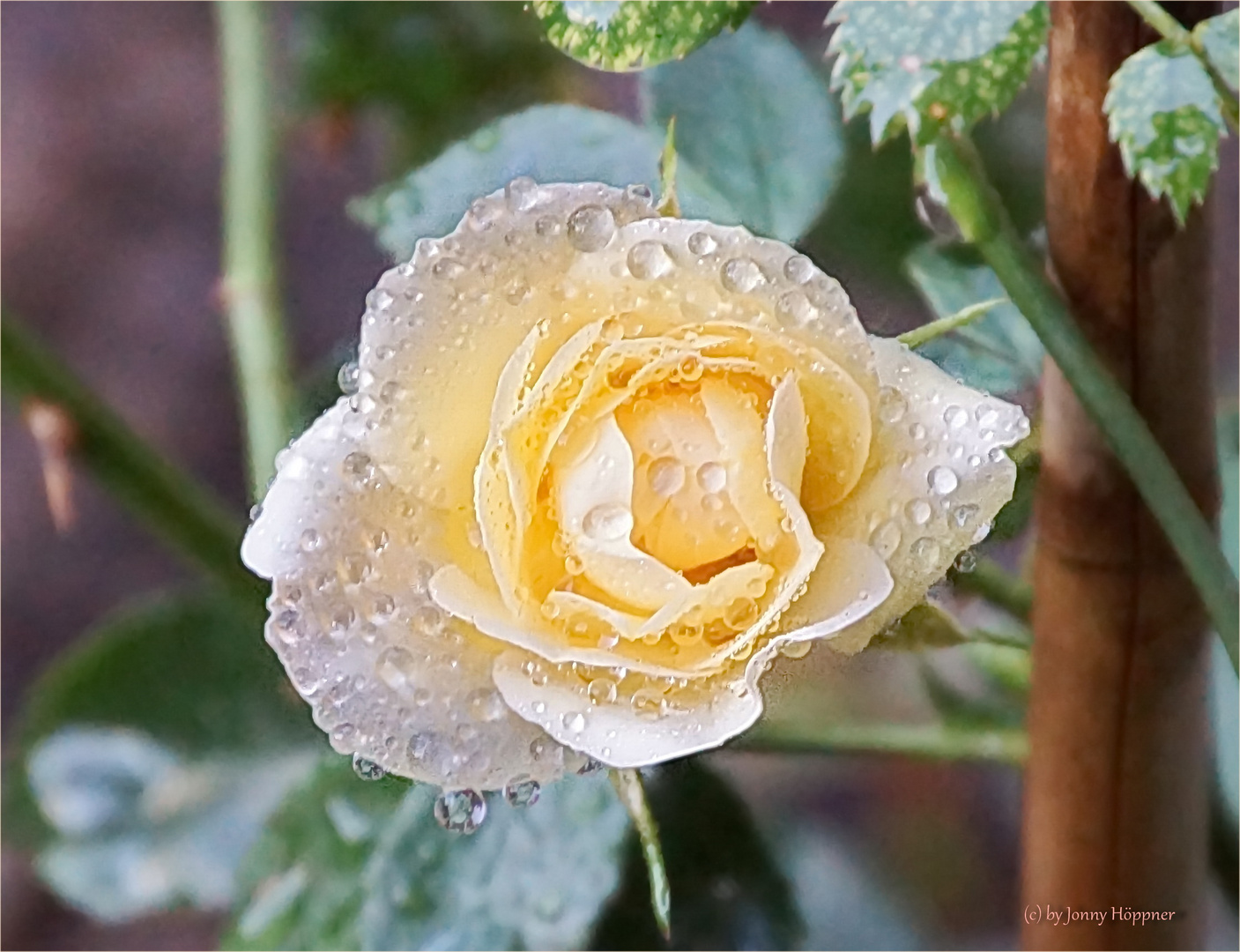 Rosenblüte von oben