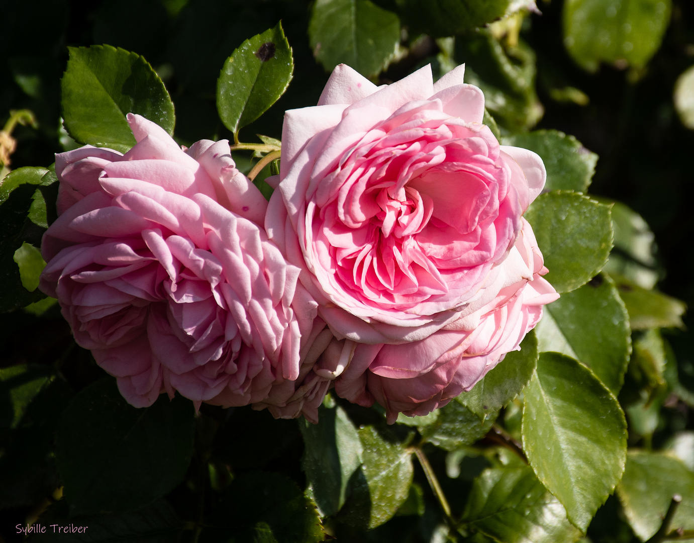 Rosenblüten