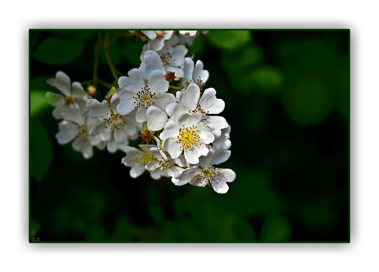 Rosenblüten