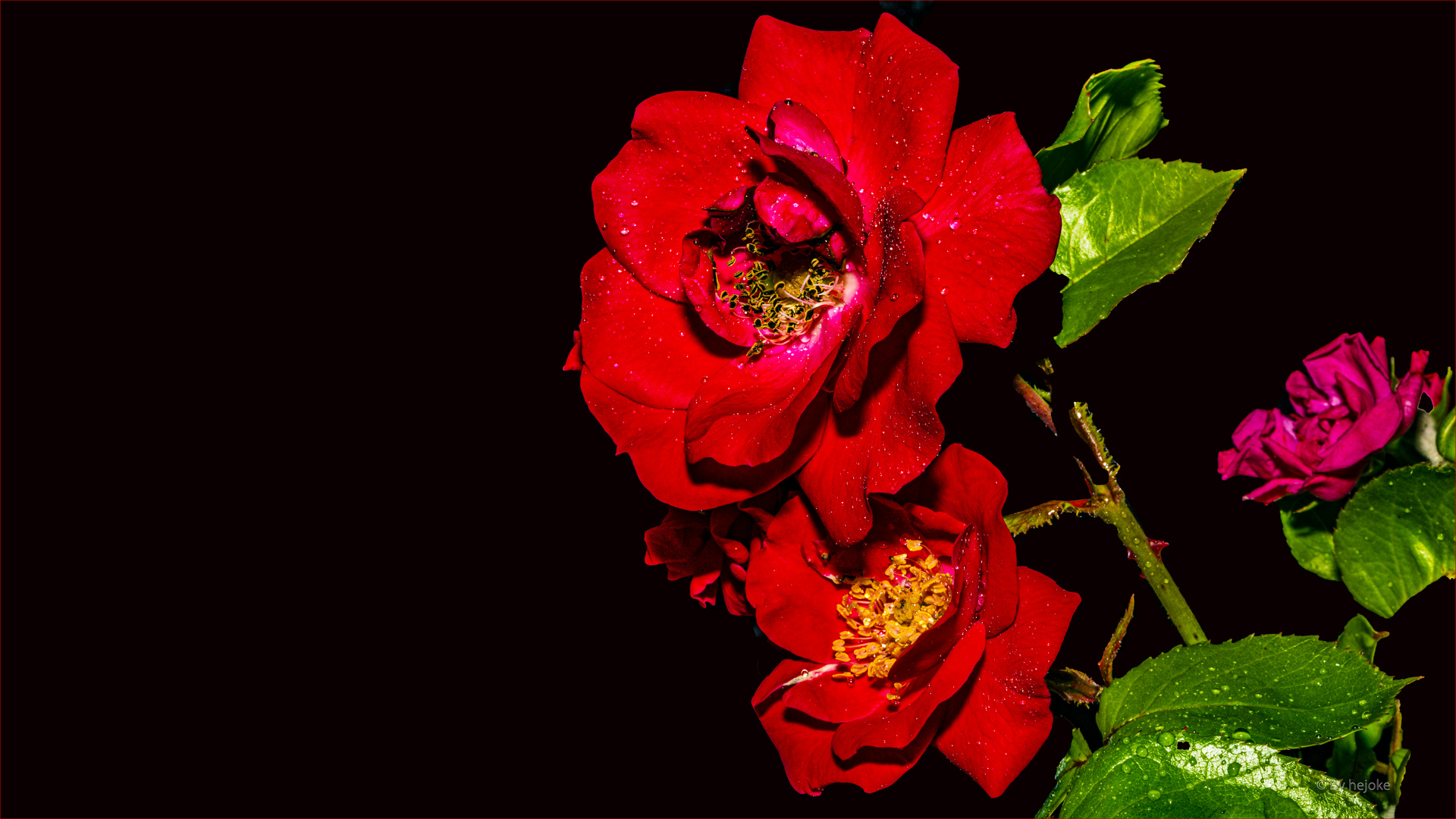 Rosenblüten 9